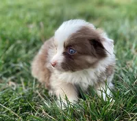Callie, a female Miniature Australian Shepherd for sale in Auburn, NE – Photo 3 of 8