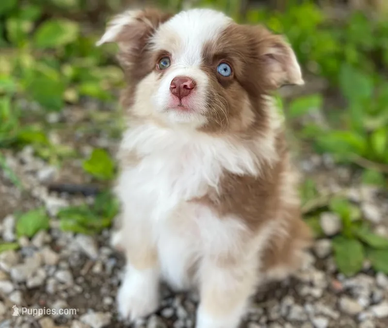 Callie – Miniature Australian Shepherd puppy for sale in Auburn, NE