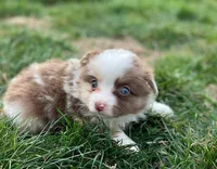 Callie, a female Miniature Australian Shepherd for sale in Auburn, NE – Photo 2 of 8
