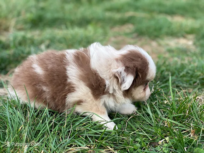 Callie – Miniature Australian Shepherd puppy for sale in Auburn, NE