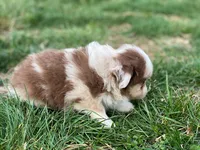 Callie, a female Miniature Australian Shepherd for sale in Auburn, NE – Photo 1 of 8