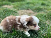 Callie, a female Miniature Australian Shepherd for sale in Auburn, NE – Photo 5 of 8