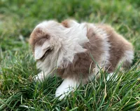 Callie, a female Miniature Australian Shepherd for sale in Auburn, NE – Photo 7 of 8
