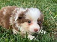 Callie, a female Miniature Australian Shepherd for sale in Auburn, NE – Photo 4 of 8