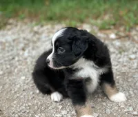 Buddy, a male Toy Australian Shepherd for sale in Auburn, NE – 3 of 6