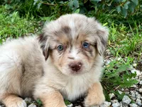 Lucy, a female Miniature Australian Shepherd for sale in Auburn, NE – 4 of 6