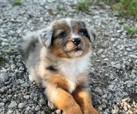 Stella, a female Toy Australian Shepherd for sale in Auburn, NE – 5 of 6