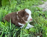 Duke, a male Miniature Australian Shepherd for sale in Auburn, NE – 4 of 6