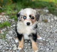 Gracie, a female Toy Australian Shepherd for sale in Auburn, NE – 1 of 6