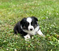Piper, a female Toy Australian Shepherd for sale in Auburn, NE – 4 of 5