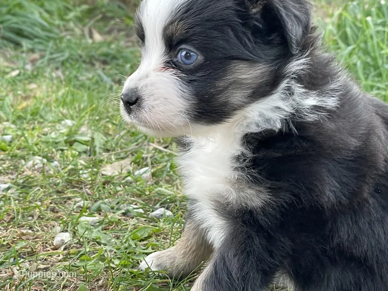Harper, a female Miniature Australian Shepherd for sale in Auburn, NE – 1 of 6