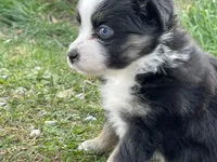 Harper, a female Miniature Australian Shepherd for sale in Auburn, NE – 1 of 6