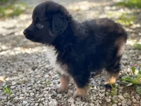 Max, a male Miniature Australian Shepherd for sale in Auburn, NE – 4 of 5