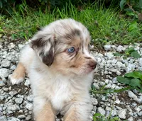 Lucy, a female Miniature Australian Shepherd for sale in Auburn, NE – 5 of 6