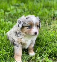 Luna, a female Miniature Australian Shepherd for sale in Auburn, NE – 5 of 7
