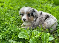 Luna, a female Miniature Australian Shepherd for sale in Auburn, NE – 7 of 7