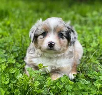 Luna, a female Miniature Australian Shepherd for sale in Auburn, NE – 3 of 7