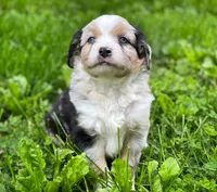Blue, a male Miniature Australian Shepherd for sale in Auburn, NE – 4 of 6
