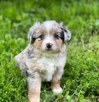 Luna, a female Miniature Australian Shepherd for sale in Auburn, NE – 6 of 7