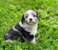 Blue, a male Miniature Australian Shepherd for sale in Auburn, NE – 5 of 6