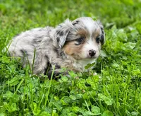 Luna, a female Miniature Australian Shepherd for sale in Auburn, NE – 4 of 7