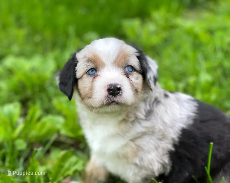 Blue – Miniature Australian Shepherd puppy for sale in Auburn, NE