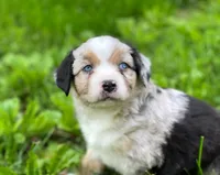Blue, a male Miniature Australian Shepherd for sale in Auburn, NE – 1 of 6