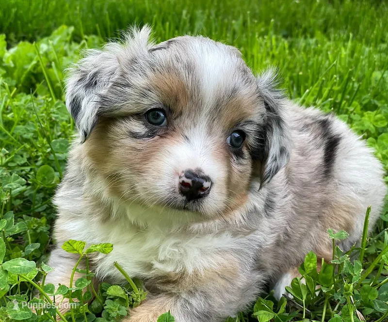 Luna – Miniature Australian Shepherd puppy for sale in Auburn, NE