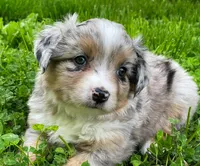 Luna, a female Miniature Australian Shepherd for sale in Auburn, NE – 1 of 7