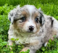 Luna, a female Miniature Australian Shepherd for sale in Auburn, NE – 2 of 7