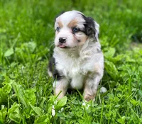 Blue, a male Miniature Australian Shepherd for sale in Auburn, NE – 3 of 6