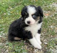 Oreo, a male Miniature Australian Shepherd for sale in Auburn, NE – 5 of 7