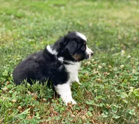Piper, a female Toy Australian Shepherd for sale in Auburn, NE – 3 of 5
