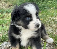 Ozzy, a male Miniature Australian Shepherd for sale in Auburn, NE – 6 of 6