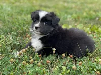 Hazel, a female Toy Australian Shepherd for sale in Auburn, NE – 4 of 6