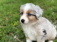 Charlie, a male Miniature Australian Shepherd for sale in Auburn, NE – 6 of 6