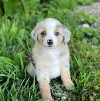 Bella, a female Miniature Australian Shepherd for sale in Auburn, NE – 4 of 6