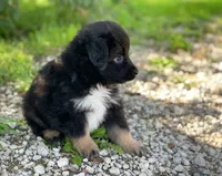 Max, a male Miniature Australian Shepherd for sale in Auburn, NE – 5 of 5