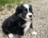Buddy, a male Toy Australian Shepherd for sale in Auburn, NE – 5 of 6