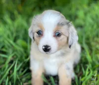 Bella, a female Miniature Australian Shepherd for sale in Auburn, NE – 5 of 6