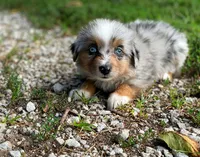 Finley, a male Miniature Australian Shepherd for sale in Auburn, NE – 2 of 5