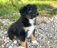 Piper, a female Toy Australian Shepherd for sale in Auburn, NE – 6 of 6