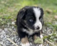 Bella, a female Miniature Australian Shepherd for sale in Auburn, NE – 2 of 7