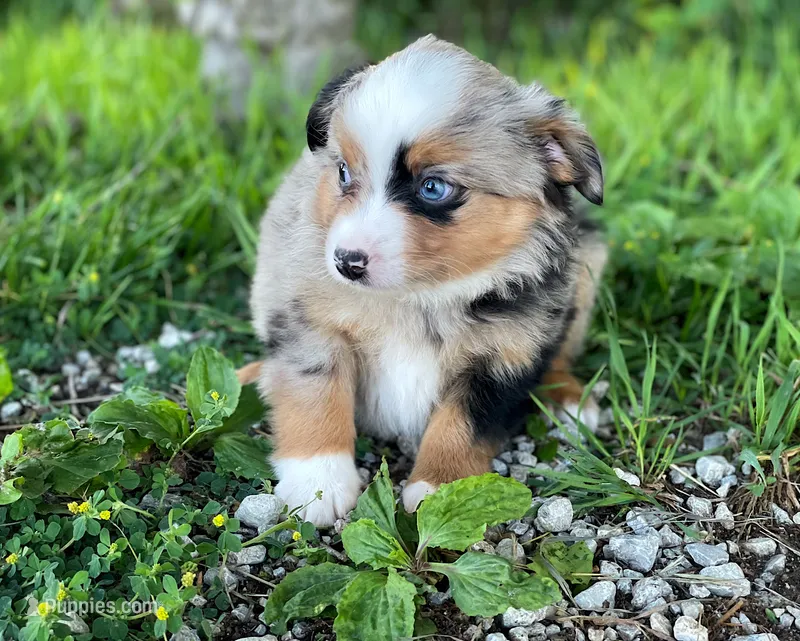 Max – Miniature Australian Shepherd puppy for sale in Auburn, NE