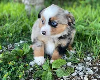 Max, a male Miniature Australian Shepherd for sale in Auburn, NE – 1 of 7