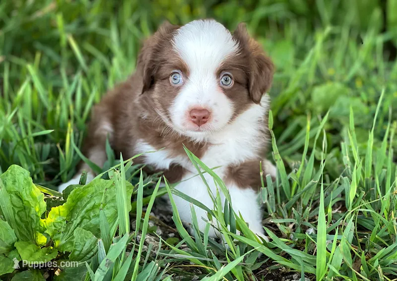 Duke – Miniature Australian Shepherd puppy for sale in Auburn, NE
