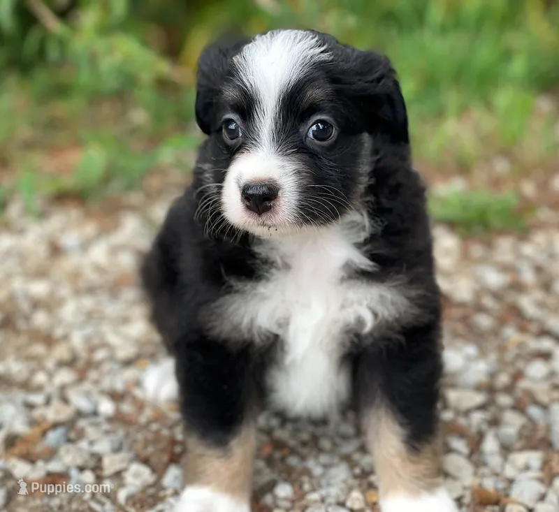 Buddy – Toy Australian Shepherd puppy for sale in Auburn, NE