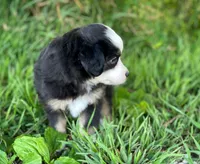Blaze, a male Miniature Australian Shepherd for sale in Auburn, NE – 6 of 6
