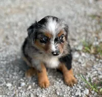 Duke, a male Miniature Australian Shepherd for sale in Auburn, NE – 6 of 6