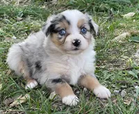 Luna, a female Miniature Australian Shepherd for sale in Auburn, NE – 2 of 6